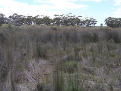 Leucospermum praecox