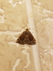 Hypena abalienalis