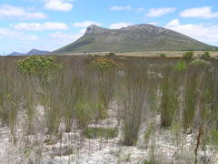 Leucospermum praecox