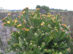 Leucospermum praecox