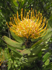 Leucospermum praecox