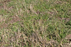 Carex pumila