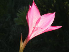 Gladiolus stefaniae