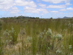 Leucospermum praecox