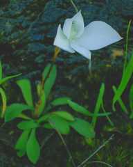 Disa virginalis