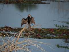 Anhinga anhinga