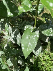 Erysiphe adunca adunca