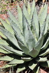 Agave gracilipes