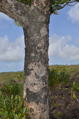 Agathis ovata