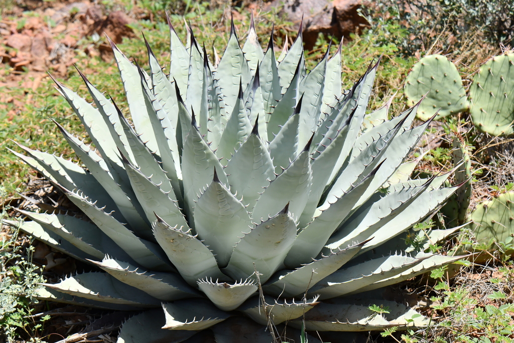 New Mexico agave (Subspecies Agave parryi neomexicana)  iNaturalist