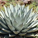 Agave parryi neomexicana - Photo (c) Curren Frasch, μερικά δικαιώματα διατηρούνται (CC BY-NC), uploaded by Curren Frasch