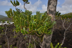 Agathis ovata
