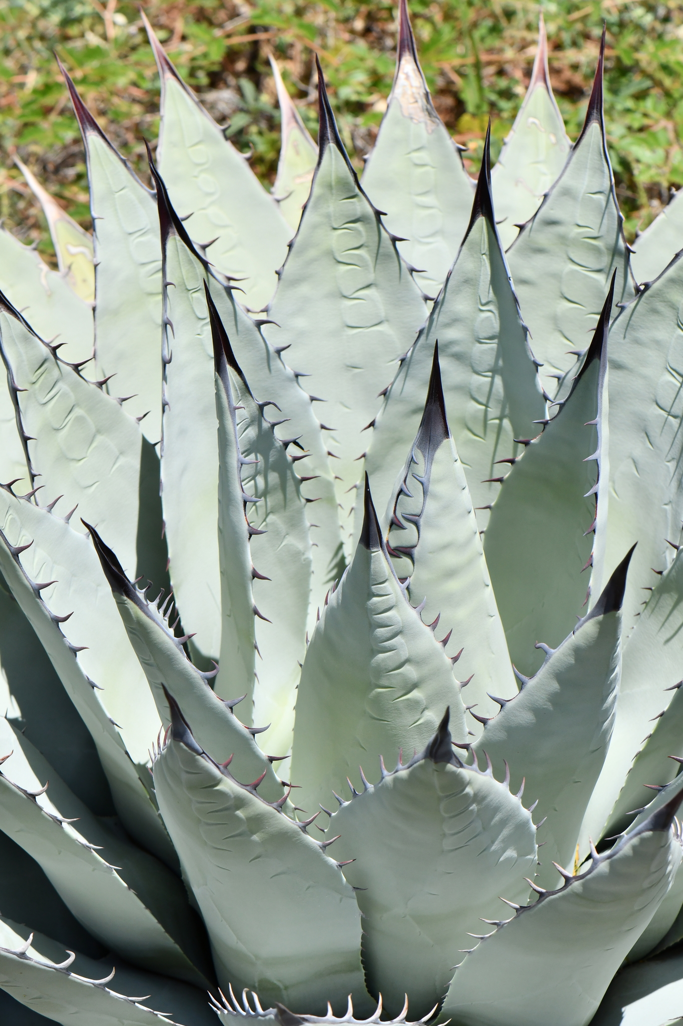 New Mexico agave (Subspecies Agave parryi neomexicana)  iNaturalist