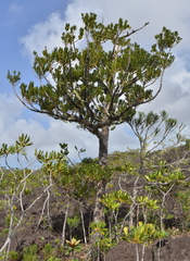 Agathis ovata