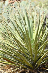 Yucca torreyi