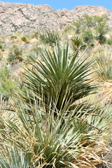Yucca torreyi