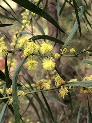 Acacia leprosa