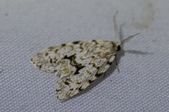 Thallarcha macilenta
