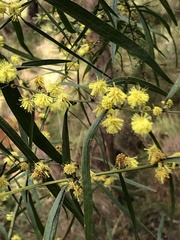 Acacia leprosa