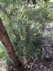 Acacia suaveolens