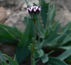 Othonna digitata