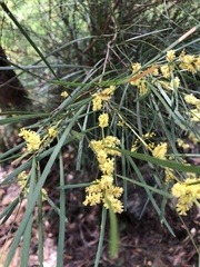 Acacia suaveolens