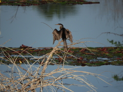 Anhinga anhinga