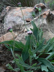 Othonna digitata