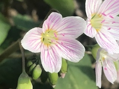 Claytonia