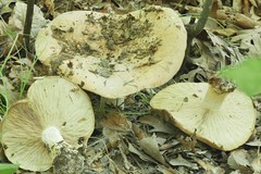 Leucopaxillus tricolor