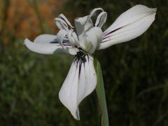 Moraea barkerae