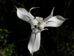 Moraea barkerae