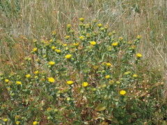 Grindelia subalpina