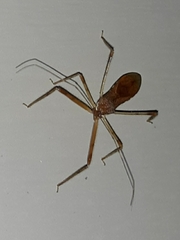 Rocconota annulicornis