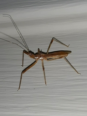 Rocconota annulicornis