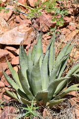 Agave gracilipes