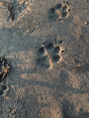 Canis lupus crassodon