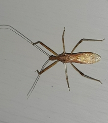 Rocconota annulicornis