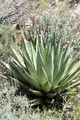 Agave gracilipes