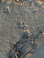 Canis lupus crassodon