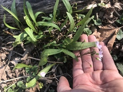 Claytonia