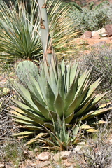Agave gracilipes