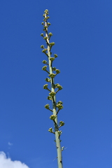 Agave gracilipes