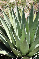 Agave gracilipes