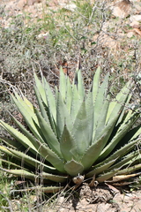 Agave gracilipes
