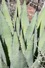 Agave gracilipes