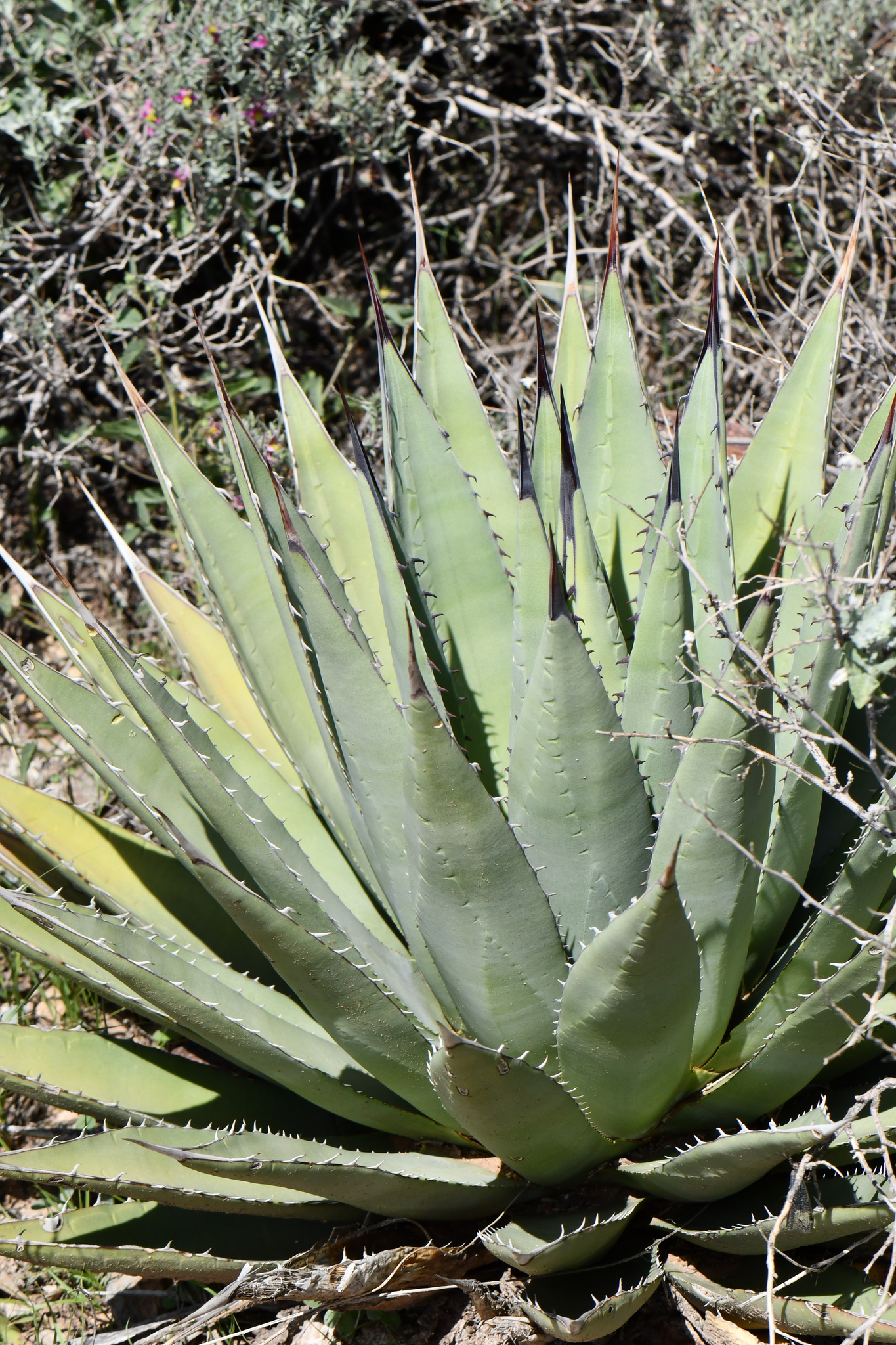 Slim-footed agave (Agave gracilipes)  iNaturalist