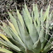 Slim-footed Agave - Photo (c) Curren Frasch, some rights reserved (CC BY-NC), uploaded by Curren Frasch