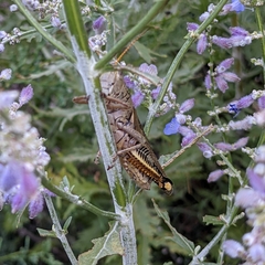 Melanoplus differentialis