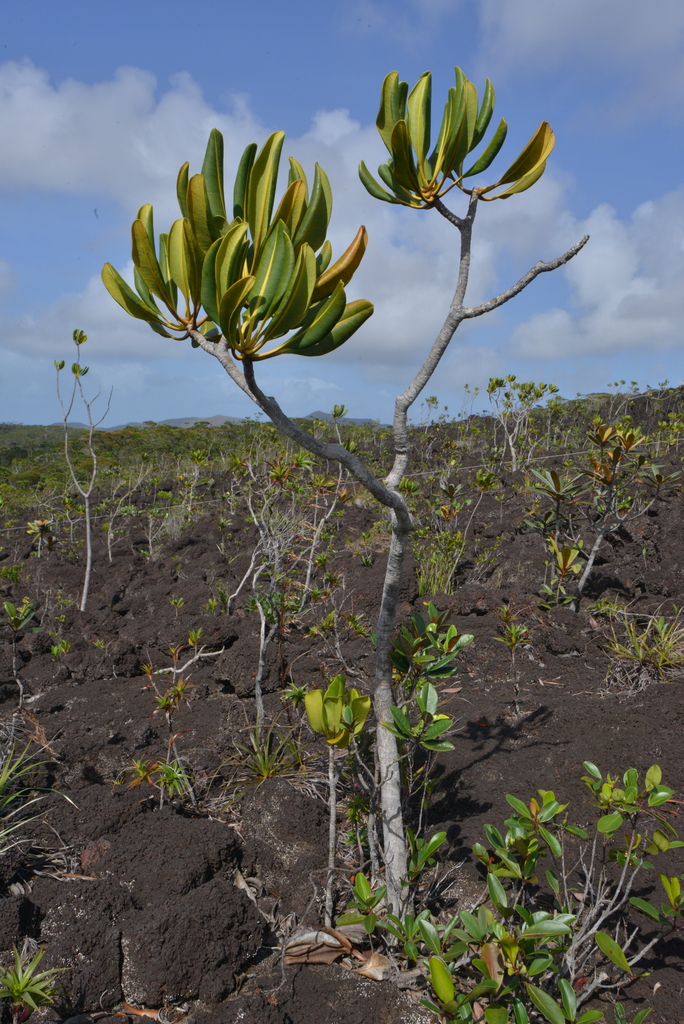 Myodocarpus crassifolius